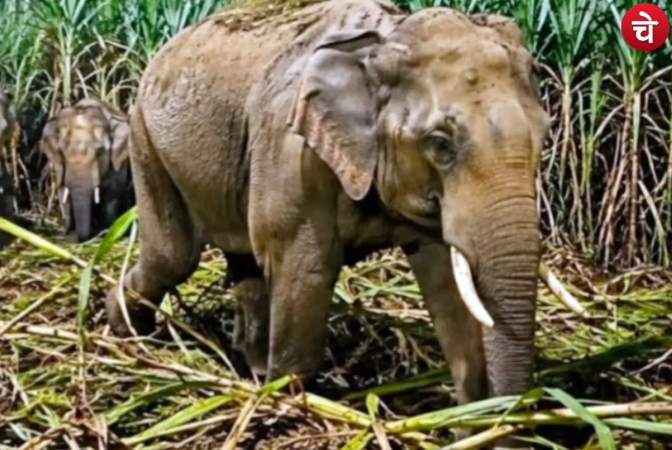 Wild Elephants